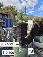 Balga (black boy) Xanthorrhoea and dragon tree landscaper package deal.