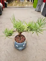 Mermaid Tail Crest succulents