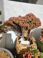 Aeonium Sedum alice Evans Crest plant  