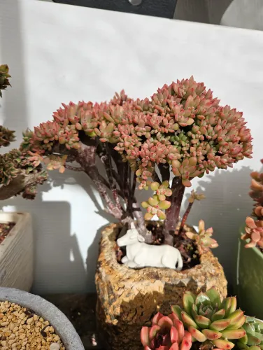 Aeonium Sedum alice Evans Crest plant  