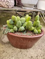 Trichocereus Bridgesii Montrose - Penis Cactus..