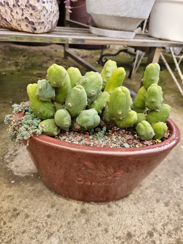 Trichocereus Bridgesii Montrose - Penis Cactus..