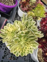 Aeonium Mayback Variegated